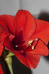 Image showing amaryllis