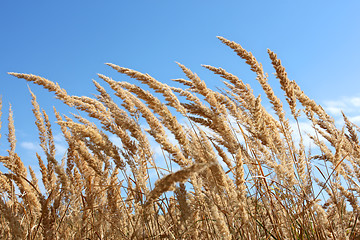 Image showing Dried plants of cereal weeds 