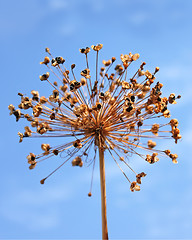 Image showing Dried inflorescence of allium