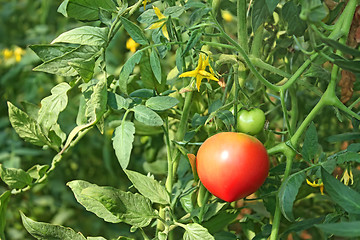 Image showing Tomatoes growing in greenhouse