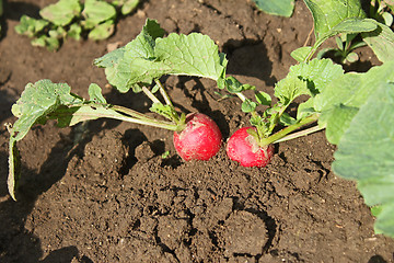 Image showing Radishes plants in soil