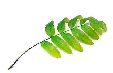 Image showing Green rowan leaf on white background