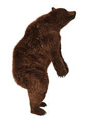 Image showing Grizzly Bear on White