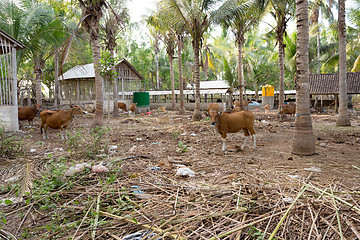 Image showing Traditional domestic cattle, Indonesia