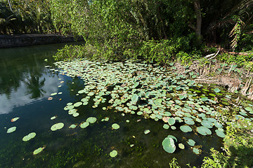 Image showing flora on indonesian pond