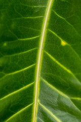 Image showing green leaf background