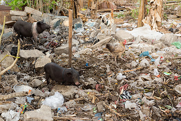 Image showing muddy pig eating in a pile of garbage