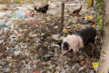 Image showing muddy pig eating in a pile of garbage