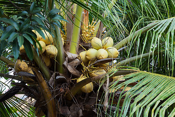 Image showing coco-palm tree with yellow nut