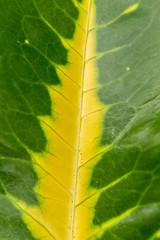 Image showing green leaf background