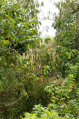 Image showing wild early bamboo trees