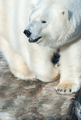 Image showing White bear in zoo