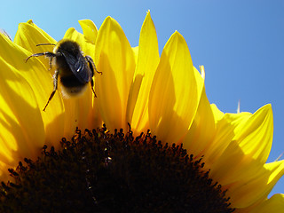 Image showing sunflower with bee