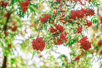 Image showing rowan-tree with rowanberry