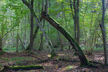 Image showing Old hornbeam trees in fall