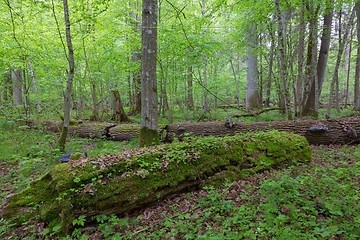 Image showing Moss wrapped part of broken oak lying