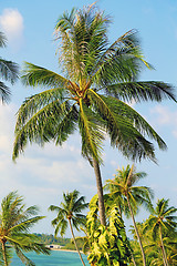 Image showing Beautiful green palm tree 
