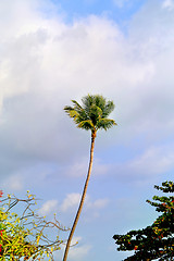 Image showing Beautiful green palm tree 