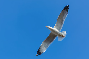 Image showing Seagaull in Sky