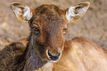 Image showing Portrait of Deer