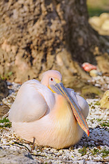 Image showing Pelican