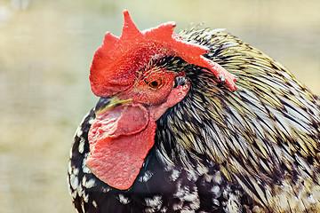 Image showing Portrait of Rooster