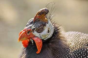 Image showing Portrait of Guineafowl