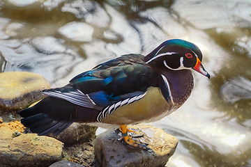 Image showing Duck on the Stone