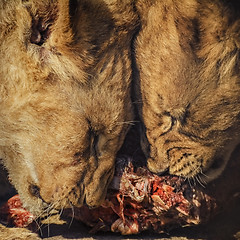 Image showing Cubs Eating Meat