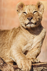 Image showing Portrait of Young Lion