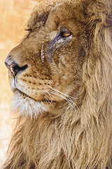 Image showing Portrait of Lion