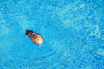 Image showing Seagull in the Pool