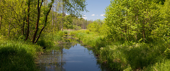 Image showing tural Lesna river in summer midday