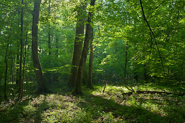 Image showing Old oaks and hornbeams tree in summer deciduous stand