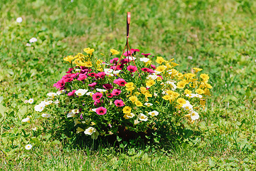 Image showing Flowers in the Garden