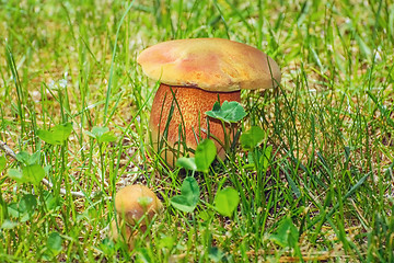 Image showing Mushroom in the Grass