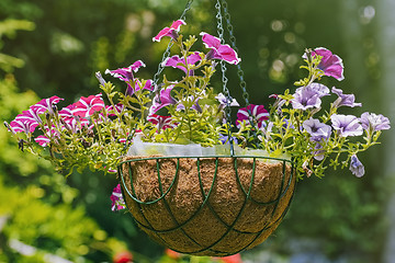 Image showing Petunia Flowers