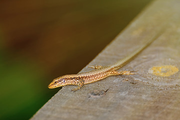 Image showing Lizard on The Wooden Plank