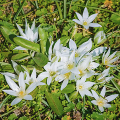 Image showing Ornithogalum