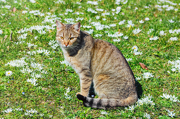 Image showing Cat on the Field