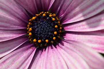 Image showing Purple daisy Close up