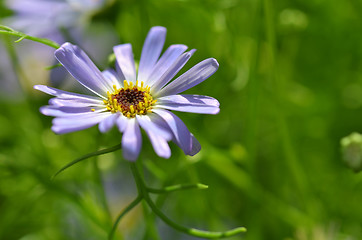 Image showing Purple daisy Close up