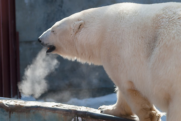 Image showing White bear in zoo