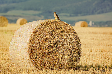 Image showing Young Falcon