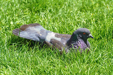 Image showing Rock Dove