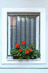 Image showing Red Flowers