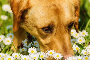 Image showing Dog Smelling Flowers