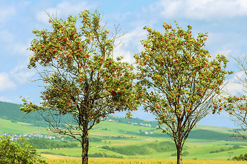 Image showing Mountain Ash