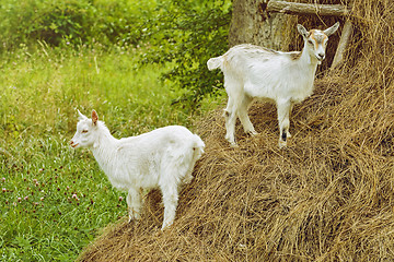 Image showing White Goats