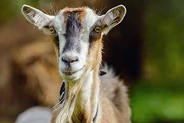 Image showing Goat